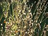A smorgasbord of seed-heads
