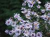 Michaelmas daisy