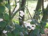 Honesty seed pods