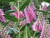 Late-flowering hebe