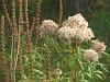 Contrasting seed-heads