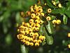 Pyrocanthus berries
