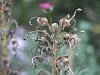 Lobelia tupa