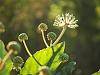 Fatsia again