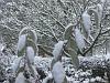 Winter wonderland