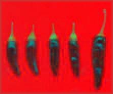 Information, recipes and reviews relating to chillies and chilli-based products.