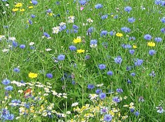 The cornfield patch, adjacent to the meadow